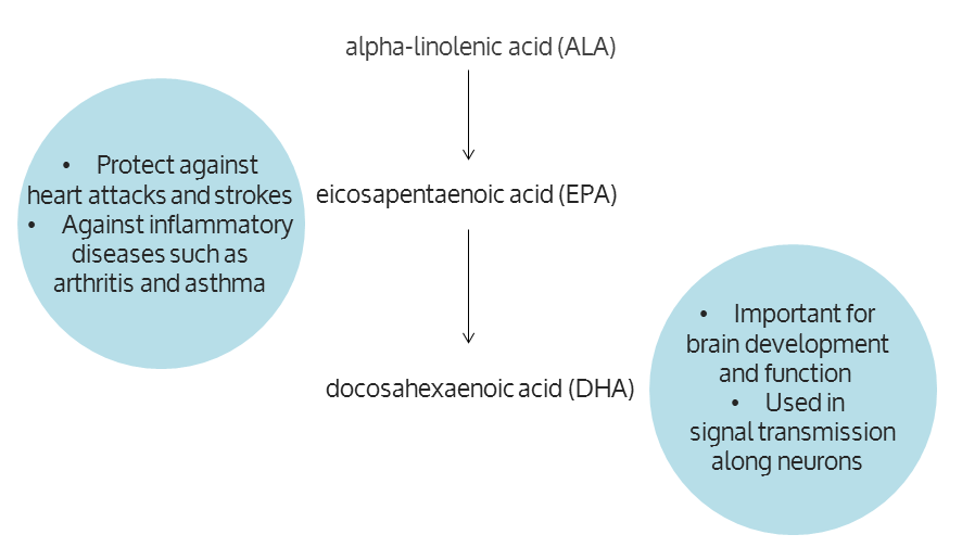 omega 3s